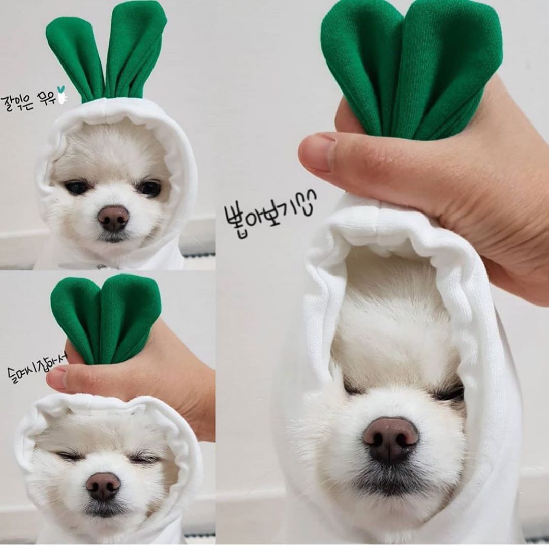 Hoodies Winter Warm Fleece Pet Clothing