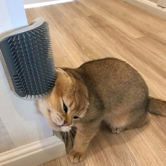 Cat using a self-grooming brush installed on a wall, enjoying a gentle massage while cleaning its fur.